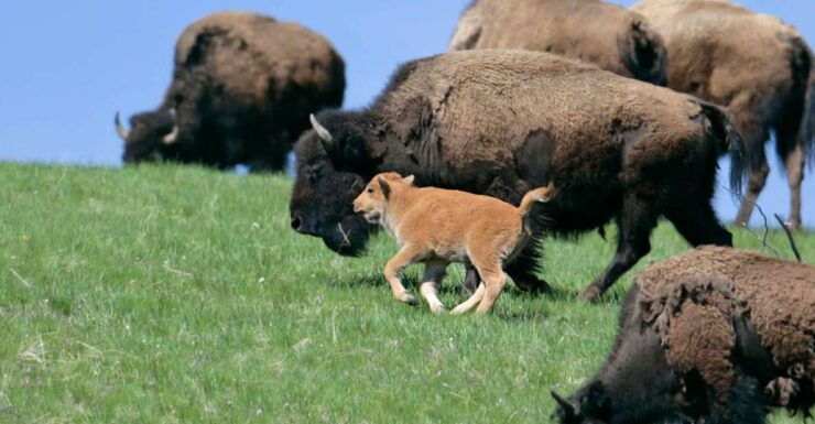 Silver Gate: Private Yellowstone Lamar Valley Wildlife Tour - Experience