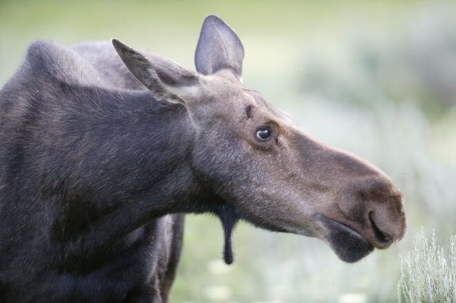 Silver Gate: Private Yellowstone Lamar Valley Wildlife Tour - Inclusions