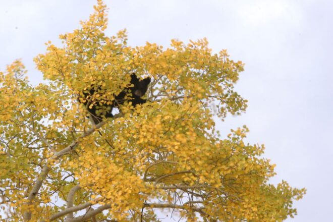 Silver Gate: Private Yellowstone Lamar Valley Wildlife Tour - Common Questions