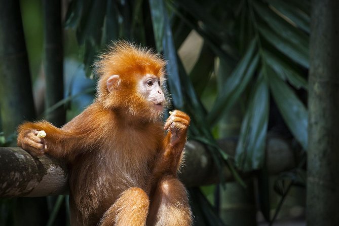 Silver Leaf Monkeys and Firefly Tour With Boat Ride and Seafood Dinner - Inclusions