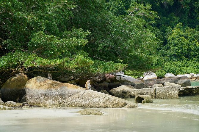 Silver Leaf Monkeys and Firefly Tour With Boat Ride and Seafood Dinner - Booking Details