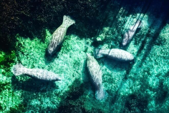 Silver Springs: Clear Kayak Manatee Season Tour - Pricing and Booking
