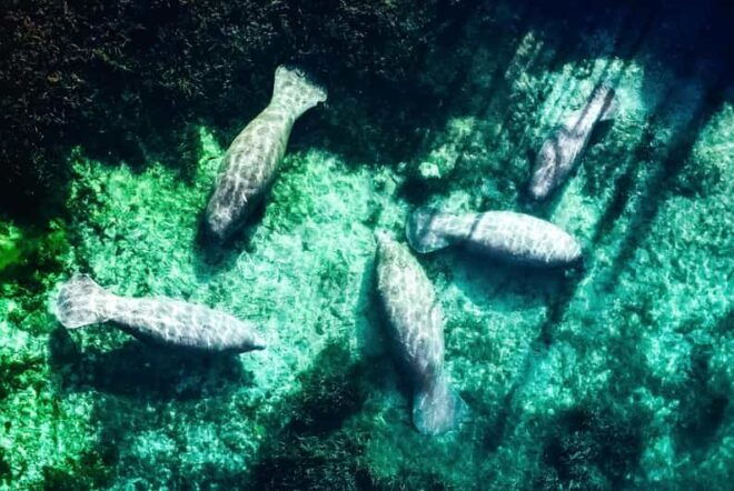 Silver Springs: Clear Kayak Manatee Season Tour - Wildlife Encounter