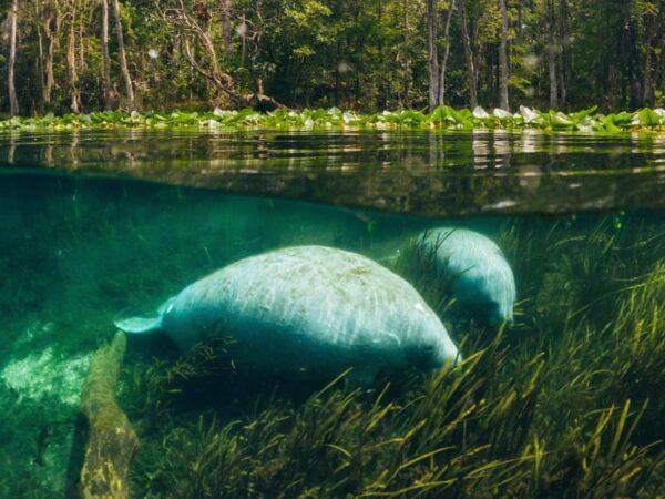 Silver Springs: Clear Kayak Manatee Season Tour - Frequently Asked Questions