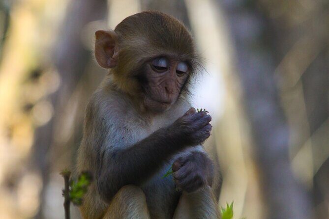 Silver Springs: Clear Kayaking Wildlife Tour - Good To Know  
