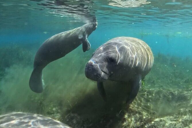 Silver Springs: Clear Kayaking Wildlife Tour - Practical Tips for Your Tour