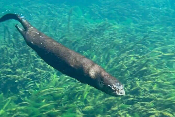 Silver Springs: Clear Kayaking Wildlife Tour - Who Should Book This Tour?