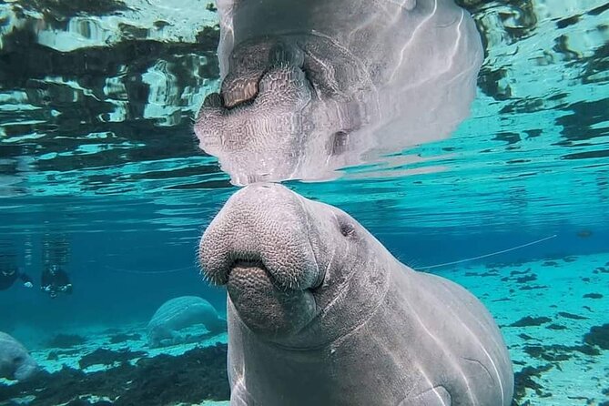 Silver Springs Manatee Kayak Tour - Reviews and Ratings