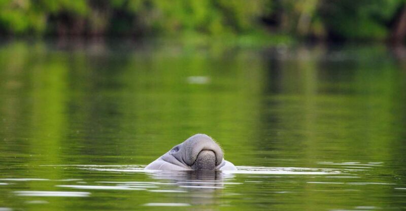Silver Springs Manatee Kayaking Tour - Good To Know