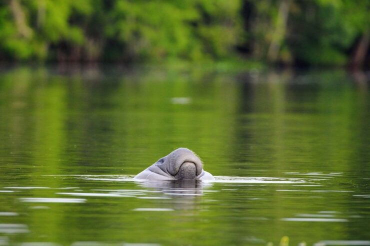 Silver Springs Manatee Kayaking Tour - Tour Details