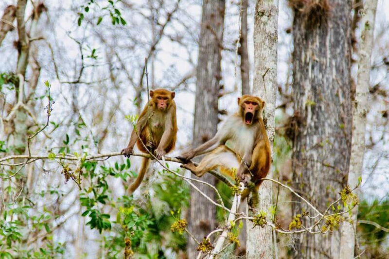 Silver Springs: Manatees, Monkeys, and Natural Spring Tour - Good To Know