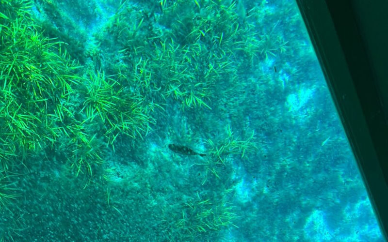 Silver Springs State Park Outdoor Adventure Tour - Clear water is the main event