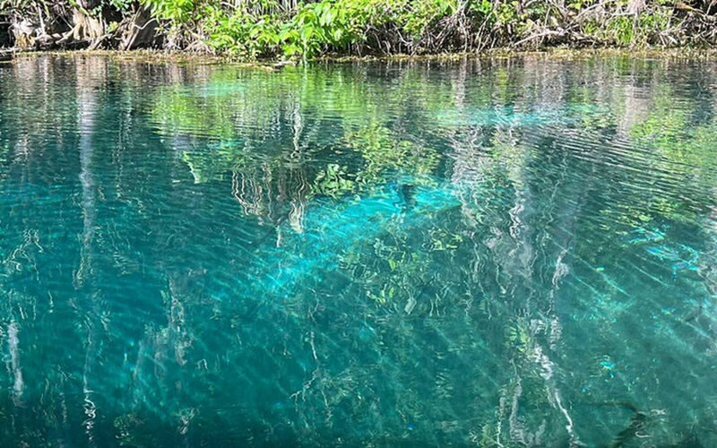 Silver Springs State Park Outdoor Adventure Tour - Wildlife, with no guarantees