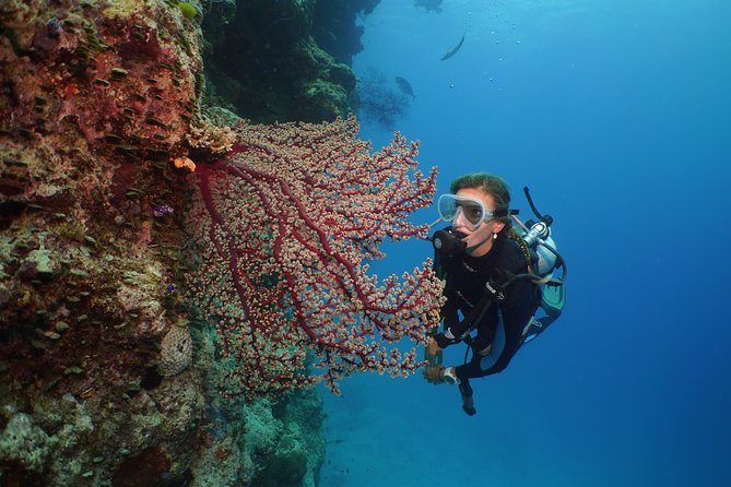 Silversonic Outer Great Barrier Reef Dive and Snorkel Cruise From Port Douglas - Overview and Activities