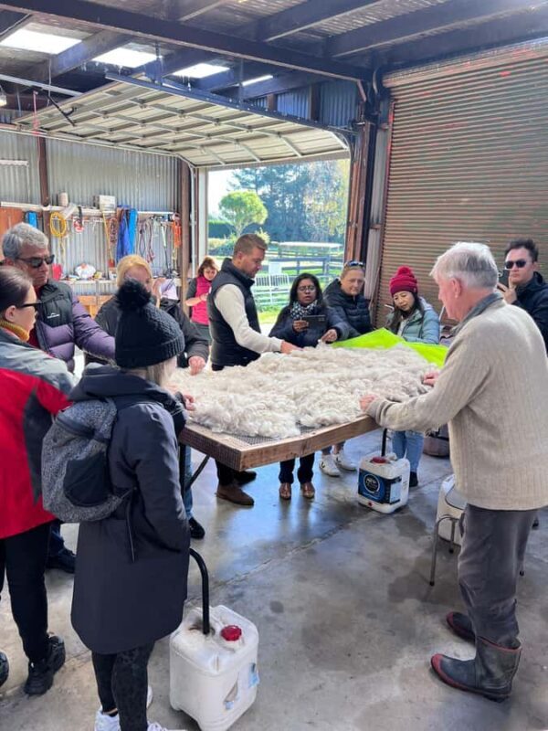 Silverstream Alpaca Farm Tour with Feeding and Guide - Good To Know