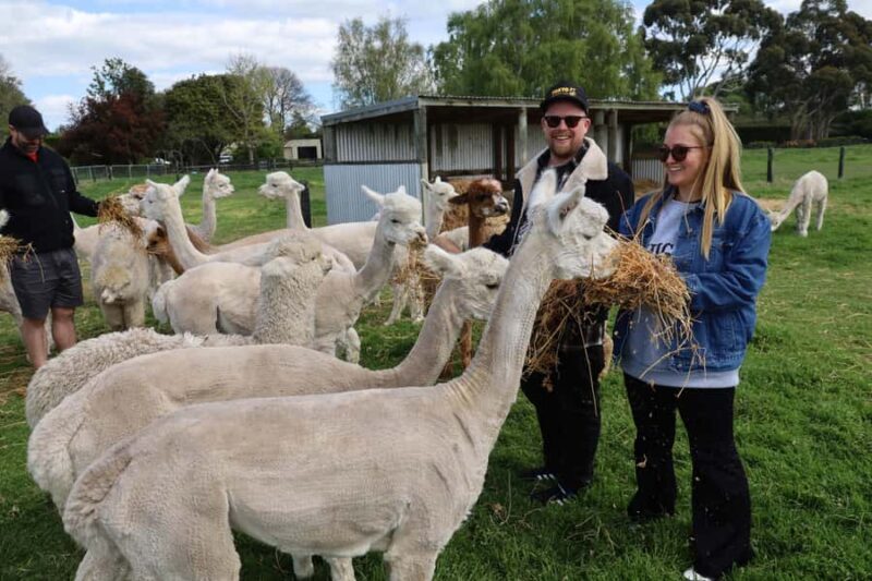 Silverstream Alpaca Farm Tour with Feeding and Guide - Practical Tips for Visiting