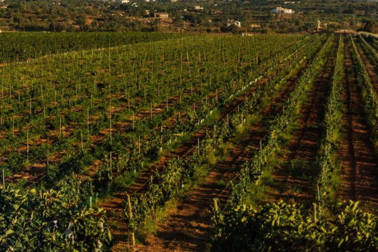 Silves: Algarve Vineyard Tour With Premium Wine Tasting - Tour Details