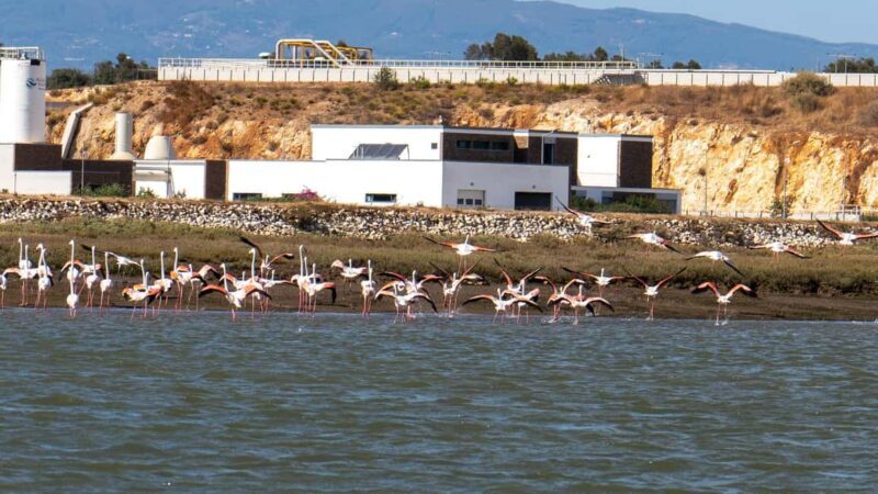 Silves History - Nature Boat Tour - free drink and Port wine - Authentic Encounters and Insights from Reviews