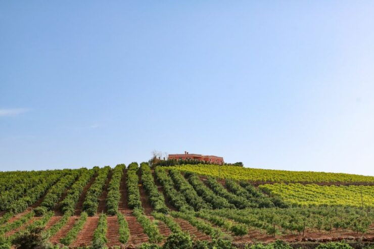 Silves: Volkswagen T2 Algarve Flavors Tour - Experience Highlights
