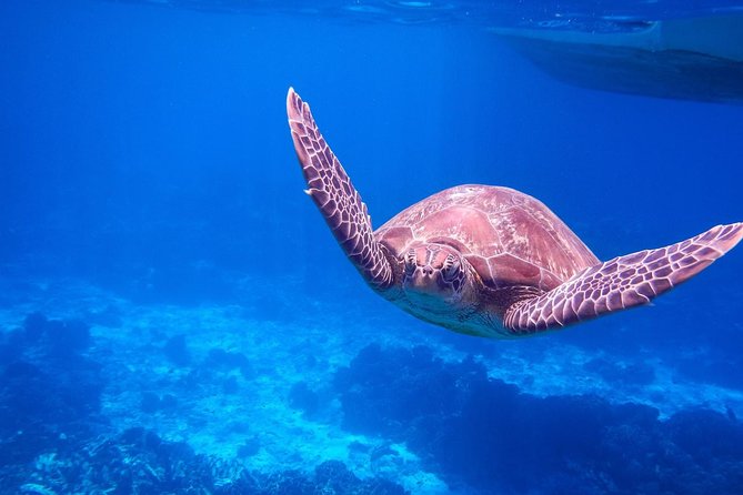 Similan Island Snorkeling Adventure -Full-Day Tour With Transfers - Booking and Availability
