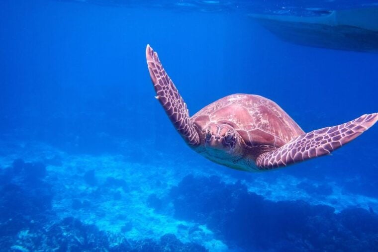 Similan Island Snorkeling Crystal Waters & Marine Life - Exploring Ko Bangu