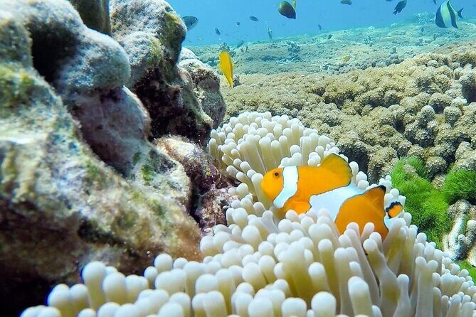 Similan Islands Day Tour from Phuket and Khaolak - Who Is This Tour Perfect For?