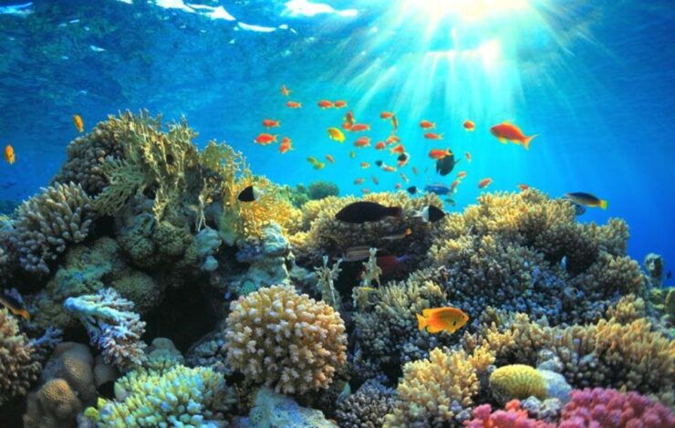 Similan Islands Day Trip: Exploring From Khao Lak & Phuket - Booking Details and Flexibility