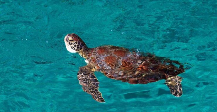 Similan Islands Day Trip: Exploring From Khao Lak & Phuket - Island Exploration