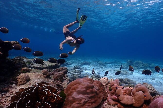 Similan Islands Day Trip from Phuket by Speedboat - Good To Know