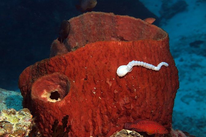 Similan Islands Full-Day Tour From Phuket With Lunch - The Sum Up