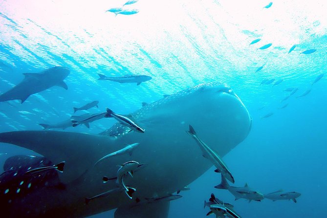 Similan Islands Full-Day Trip From Phuket With Lunch (Sha Plus) - Reviews and Additional Information