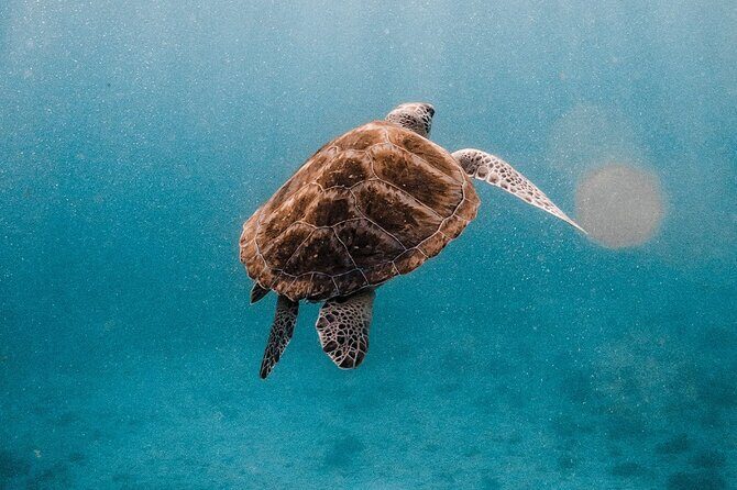 Similan Islands Luxury Catamaran Day Tour (Phuket / Khao Lak) - FAQ