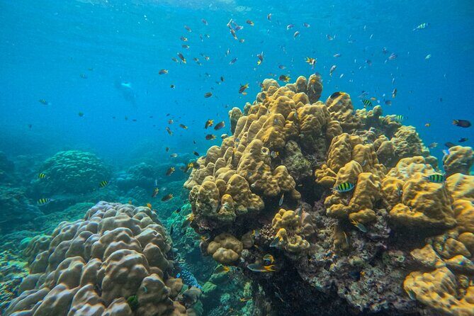 Similan Islands One day Tour All Exclusive (Transfer Khao Lak) - Who Will Love This Tour?