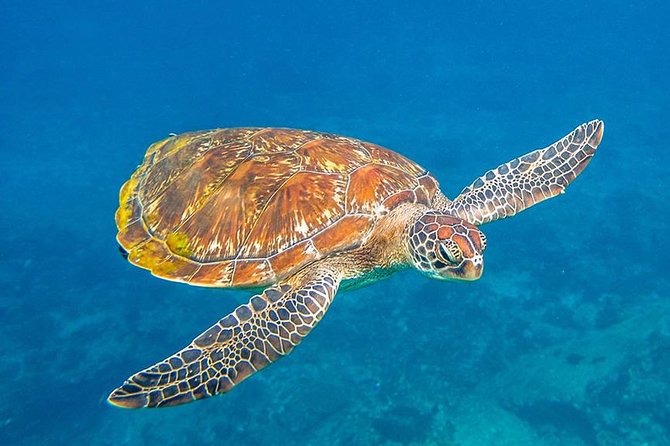 Similan Islands One Day Tour From Phuket Include Lunch & Pickup Transfer - Inclusions