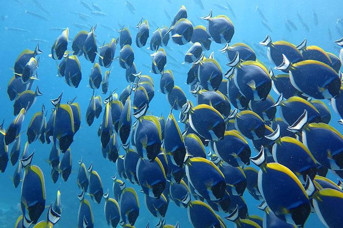 Similan Islands One Day Tour From Phuket Include Lunch & Pickup Transfer - Meeting and Pickup Information