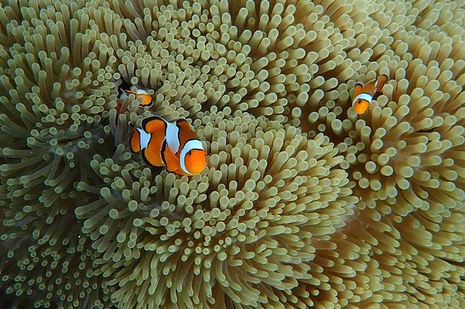 Similan Islands Snorkeling Day Trip By Love Andaman From Phuket - Traveler Photos