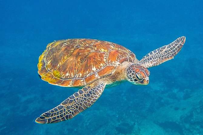 Similan Islands Snorkeling VIP Tour From Phuket - Common Questions