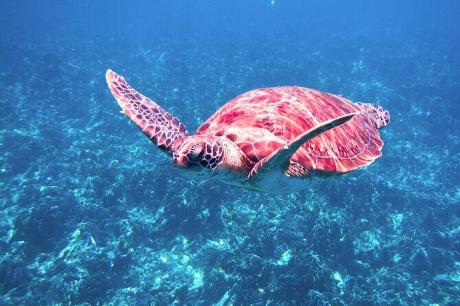 Similan Islands Tour by Speed Catamaran with Snorkeling and Meals - FAQ