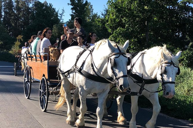 Simondium Horse and Carriage Ride  - Franschhoek - Pricing and Booking Information