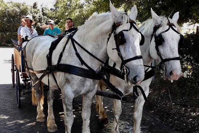 Simondium Small-Group Horse and Carriage Ride With Wine  - Franschhoek - Overview of the Experience