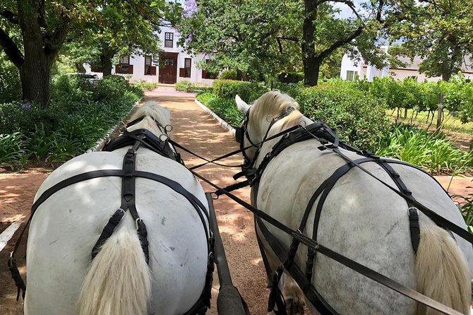 Simondium Small-Group Horse and Carriage Ride With Wine  - Franschhoek - Cancellation Policy