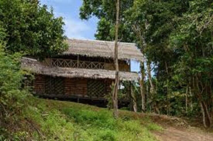 Since Leticia: Old-Growth Forest Trek-Camp 3 Days/2 Nights - Tour Overview