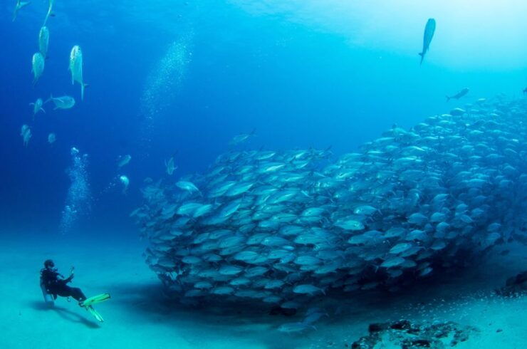 Sindbad Submarine From Safaga Port - Activity Details