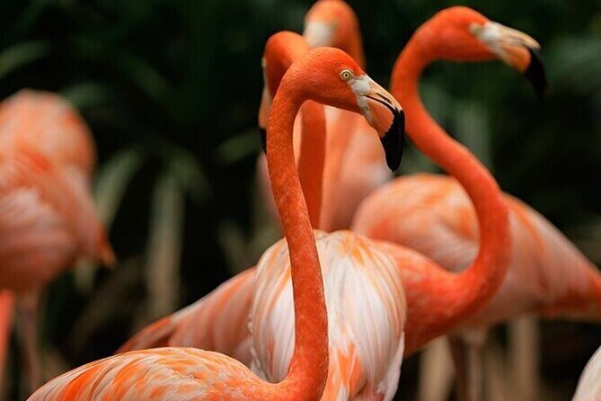 Singapore Bird Paradise E-Tickets - Who Is It Best For?