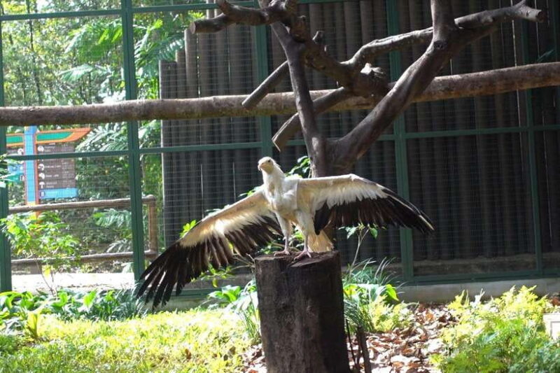 Singapore: Bird Paradise Entry Ticket - Final Thoughts: Who Will Love Bird Paradise?