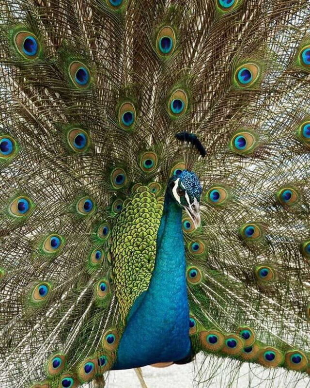 Singapore: Bird Paradise Entry Ticket - Frequently Asked Questions