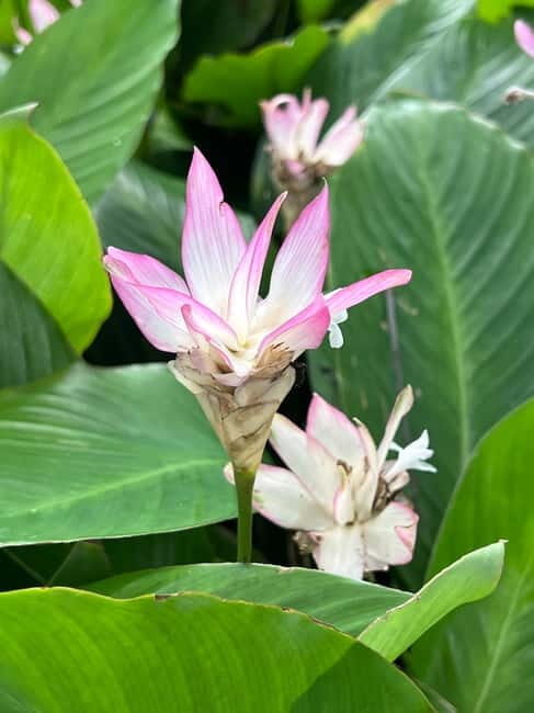 Singapore Brompton Bike Tour from Rail Corridor, with food! - FAQ