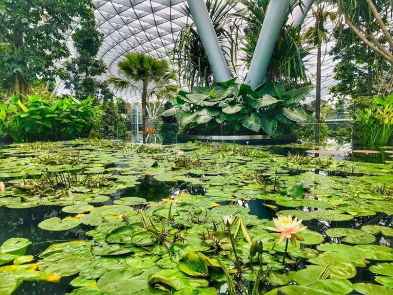 Singapore: Discover Jewel Changi Guided Tour - An In-Depth Look at the Jewel Changi Guided Tour