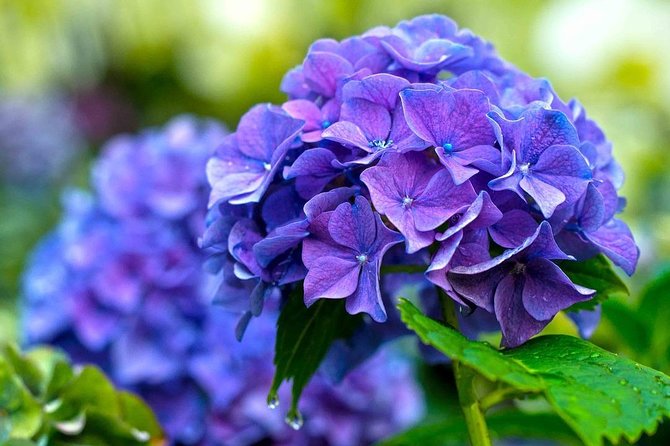 Singapore: Gardens by the Bay Admission E-Ticket - Additional Information and Reviews