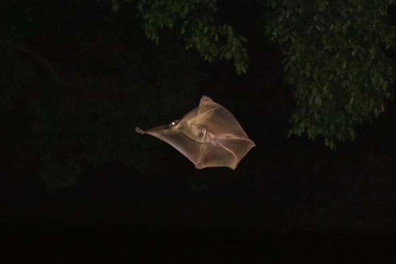 Singapore: Gliding Colugos & Wildlife, Night Nature Tour - Good To Know
